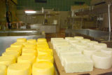 Making cheese in the pilot plant at the University of MInnesota, Food Science and Nutrition building.