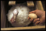 Turkey reproduction research.