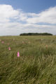 Perennial ryegrass plots, University of Minnesota research near Roseau, Minnesota at the Magnuson Research Farm.