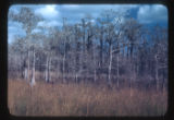 Cypress pond west of Palm Beach