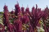 Amaranth growing on St. Paul campus, University of Minnesota.