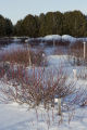 Blueberry beds buried in snow at the North Central Research and Outreach Center, Grand Rapids, Minnesota.