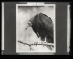 Turkey vulture, immature, from a mounted print photograph