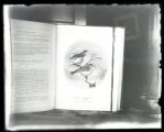 Golden-crowned Kinglet, copy from book