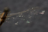 Ephemerellidae Ephemerella needhami