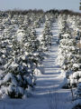 Balsam fir covered with snow at Christmas tree farm, Anoka County, Minnesota.