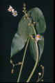 Sagittaria latifolia