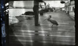 Brown Pelican and a man holding a fish on a dock in Florida