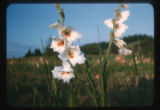 Gladiolas