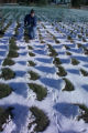 Perennial ryegrass variety development and winter hardiness testing. Research plots on St. Paul Campus, University of Minnesota.