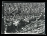 Ruffed Grouse drumming log