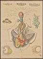 (Typus) Mollusca. Weichthiere. (Classe) Cephalopoda. Kopffüssler. (Ordnung) Dibranchiata & Tetrabranchiata, Zwei-und Zierkiemer