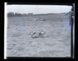 Goose, flock of H.J. Jaeger