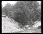 Rough-winged Swallows nesting site and ravine