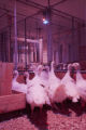 Balance of blue and red lighting to induce broodiness, turkey egg laying, in University of MInnesota research at the Rosemount Research and Outreach Center.
