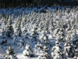 Balsam fir covered with snow at Christmas tree farm, Anoka County, Minnesota.