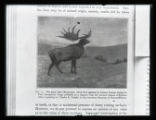 Giant prehistoric deer, image of a painting by Charles R. Knight at the American Museum of Natural History from a printed book