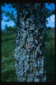 Lichens on West side of Bur oak at Agassiz dunes, Fertile, Minnesota