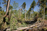 Blow down of old red and white pines on the Chippewa National Forest, Minnesota, in July, 2012.