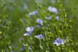 Organic grown flax at University of Minnesota test plots in Polk County, Minnesota.