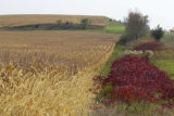 Early October, just before harvest in southern Rice County.