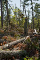 Blow down of old red and white pines on the Chippewa National Forest, Minnesota, in July, 2012.