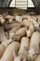 Feeder pigs on straw bedding, circulating around stainless steel waterer on floor of hoop house during winter.