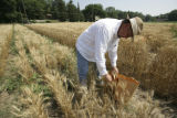 Making selections in wheat research plots, St. Paul Campus.