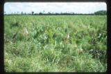 Marshes adjacent to the La Venta archaeological zone in Northwest Tabasco state, Mexico. Note Cyperus giganteus similar to Cyperus Papyrus