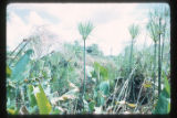 Marshes adjacent to the La Venta archaeological zone in Northwest Tabasco state, Mexico. Note Cyperus giganteus similar to Cyperus Papyrus