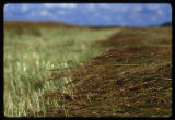 Turf grass