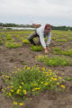 Birdsfoot trefoil seed production, St. Paul campus.