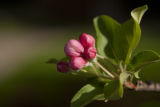Crab apple blooming on April 4, 2012, a very early spring.