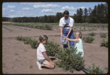 Fink's blueberry pick your own farm, Carlton County.