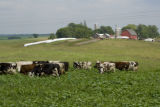 Normande dairy cows eating Sudan grass on farm near Jordan, Minnesota, the Riesgraf family.