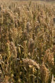 Pearl millet, sustainable agriculture plots on the St. Paul campus.