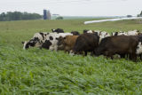 Normande dairy cows eating Sudan grass on farm near Jordan, Minnesota, the Riesgraf family.