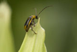 Corn rootworm at the University of Minnesota's Rosemount Research and Outreach Center.