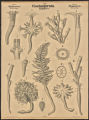 (Typus) Coelenterata. Hohlthiere. (Classe) Anthozoa. Korallenpolypen. (Ordnung) Alcyonaria. (Octactinia)