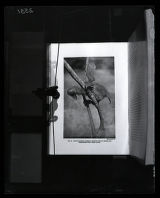 Hoatzin young climbing, image from William Beebe, "Tropical Life"