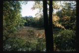 Tusler Bog, Hardscrabble Point, Lake Minnetonka