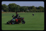 Turf grass