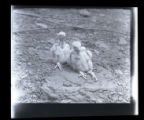 Duck hawk, two young, large, with mouths open, North Shore of Lake Superior