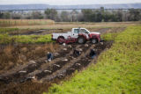 Potato breeding, harvest. University of Minnesota potato breeding plots at the Williston Research Extension Center in North Dakota.