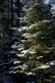 Balsam fir covered with snow near Lake Superior's North Shore.