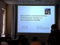 Spirochetes and spermatozoa: Fluid dynamic models of microorganism motility