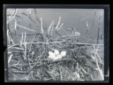 Holboell's Grebe nest open