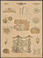 (Typus) Coelenterata, Hohlthiere. (Classe) Porifera, Schwämme, (Ordnung) Fibrospongiae, Faserschwämme