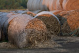 Biomass and wind power, alternative energy research at the University of Minnesota, West Central Research and Outreach Center, Morris.
