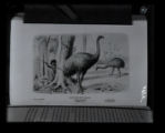 Giant Moa, restoration, native spearing from Henry Neville Hutchinson, "Extinct Monsters and Creatures of Other Days," 1911